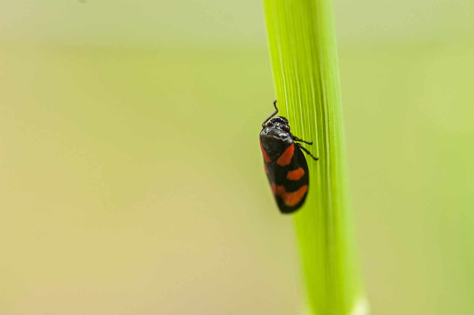 Ein Käfer sitzt auf einem Grashalm