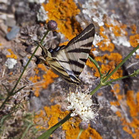 Schmetterling