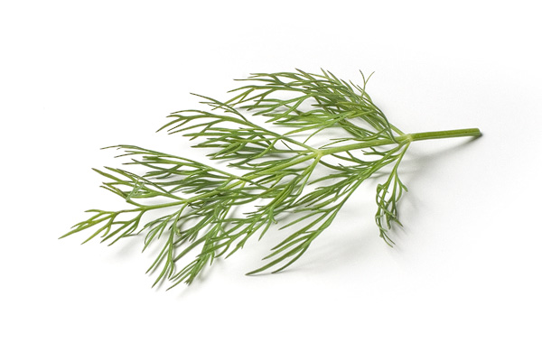 Dill