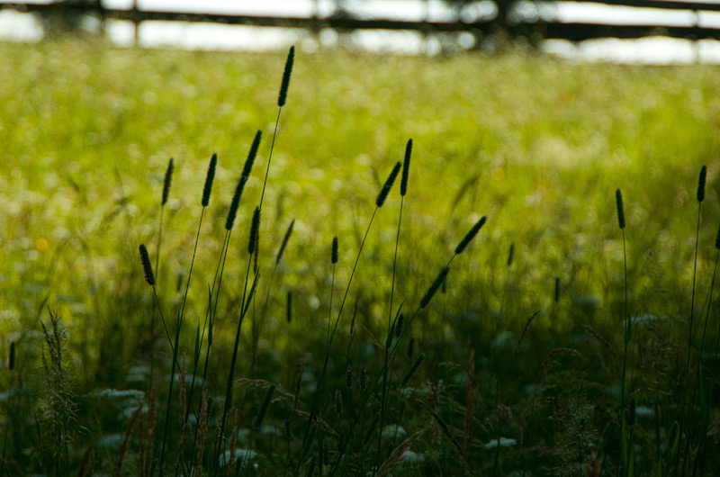 Wiese auf dem Salten