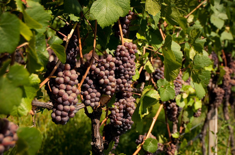 Rotwein über Bozen