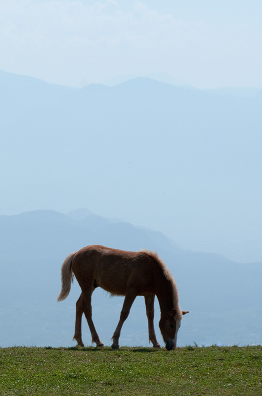 Haflinger in siner Umgebung