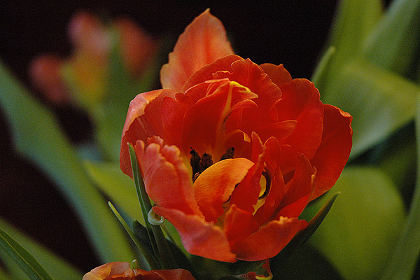 Tulpe