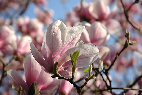 Magnolien