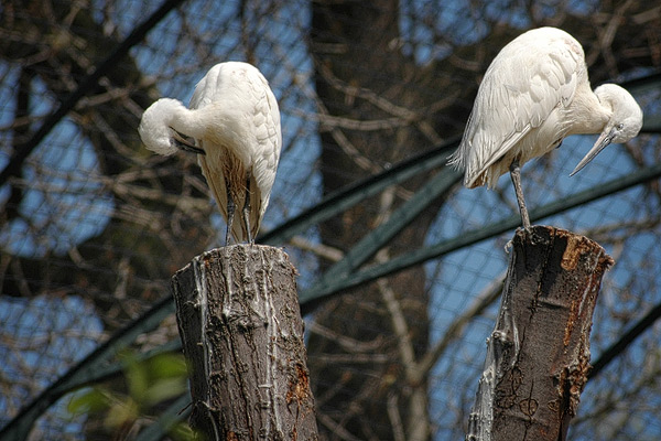 Vögel auf Pfählen