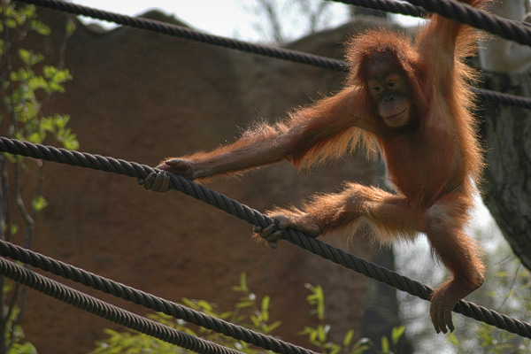 Orang-Utan beim spielen