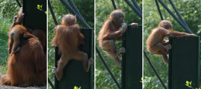 Baby-Orang-Utan lernt klettern