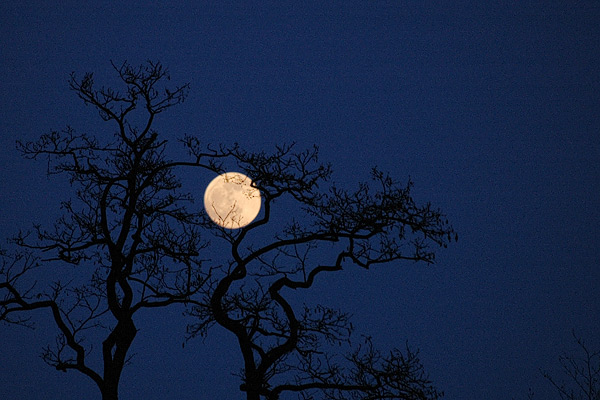 Mond scheint durch die Bäume