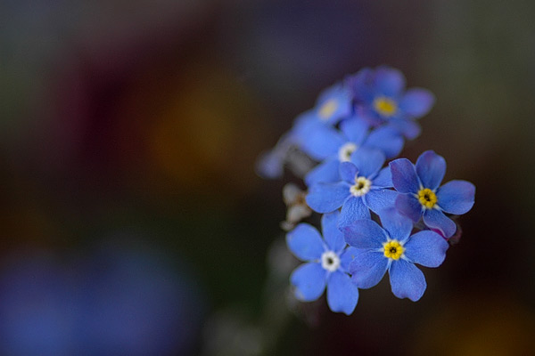 Kleine blaue Blüten