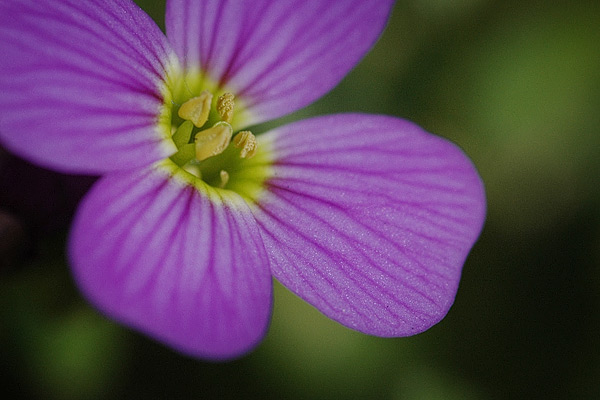 Violette Blüte