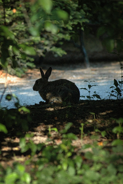 Häschen (in der Grube)