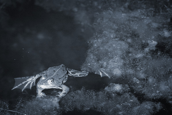 Frosch badet