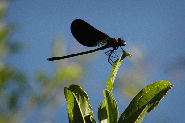 Schwarze Libelle