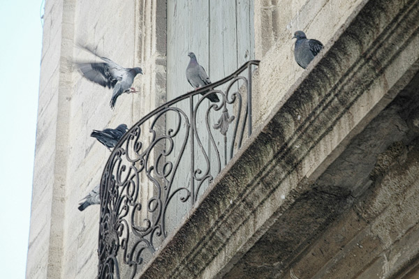 Tauben auf dem Balkon