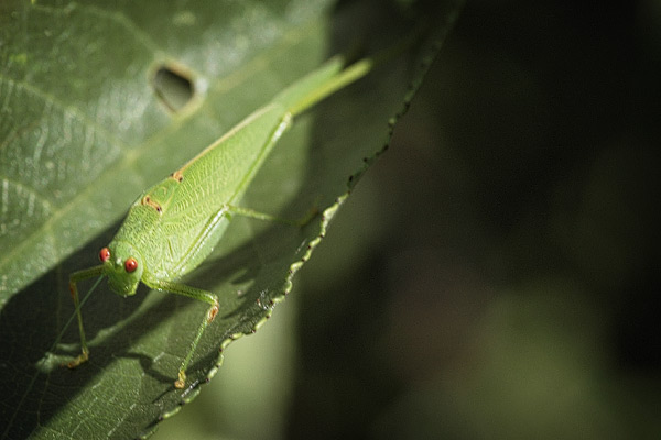 Grüner Hüpfer - Rote Augen