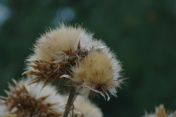 Distel