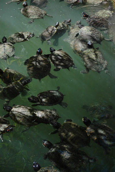 Schildkrötenparty