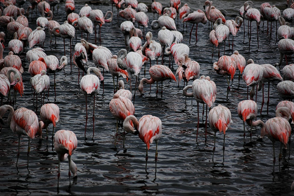 Flamingoparty