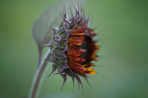 Sonnenblume