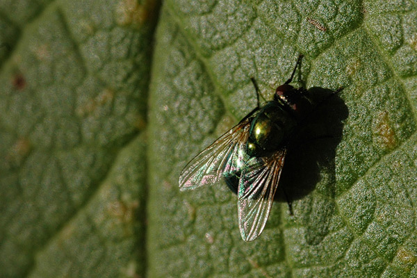 Grüne Fliege