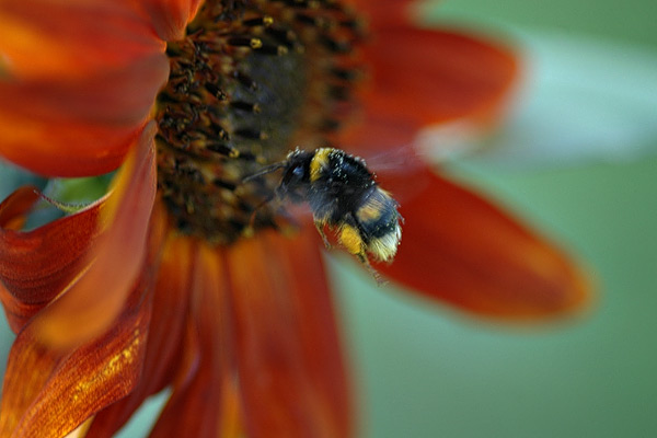 Hummel im Landeanflug