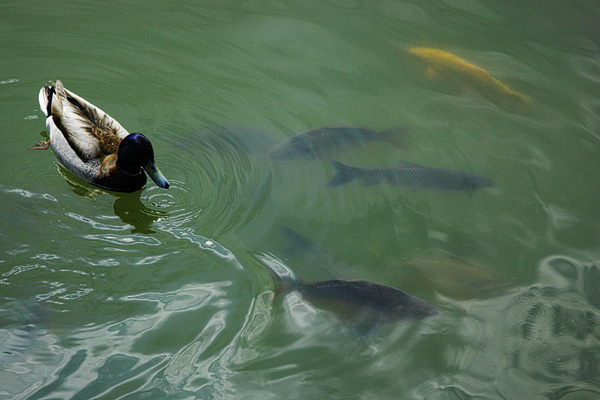 Ente und Karpfen