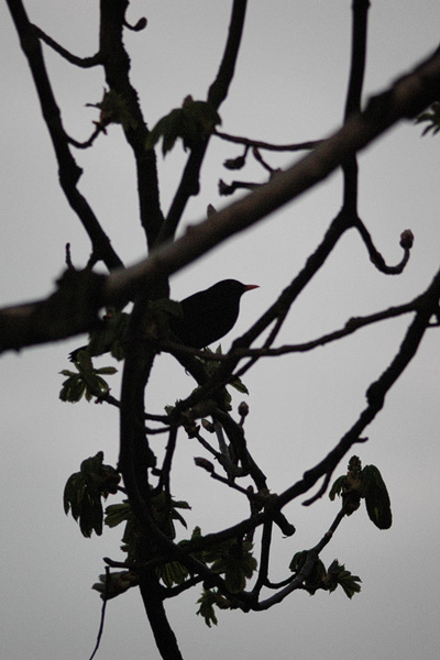 Amsel als Scherenschnitt