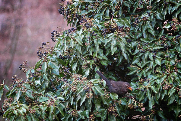 Amsel isst Beeren