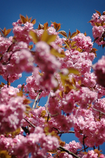 Baumblüten