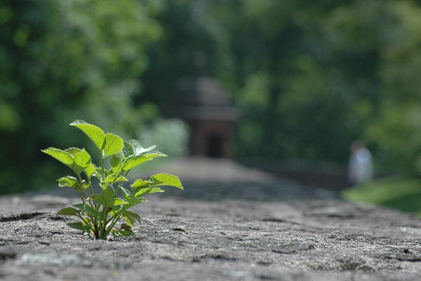 Pflänzchen auf der Mauer