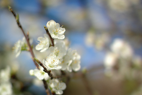 Baumblüten