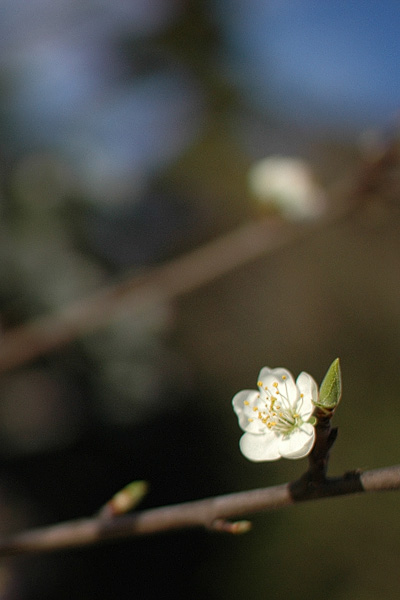 Einzelne Baumblüte