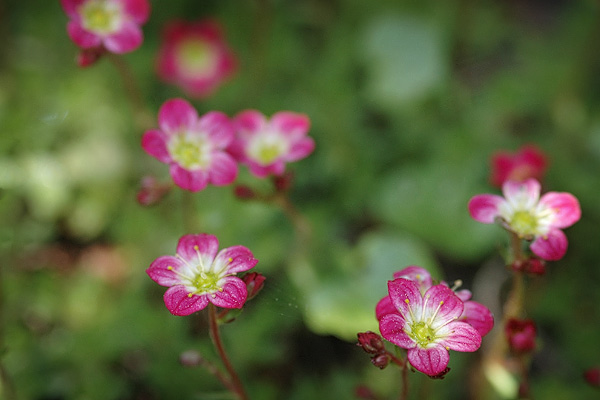 Rosa auf Grün