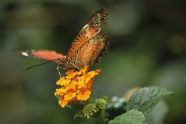Schmetterlingshaus der Wilhelma