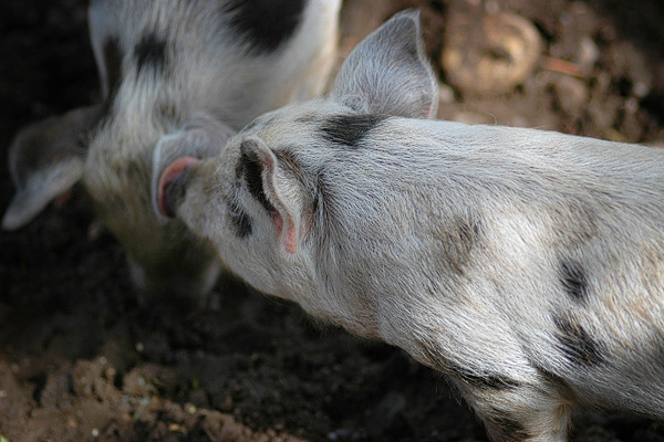 Schweinchen flüstert