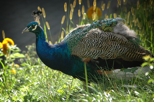 Ein stolzer Pfau