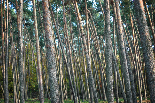 Wald vor lauter Bäumen