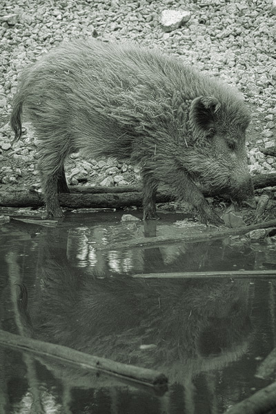 Wildschweinspiegelung