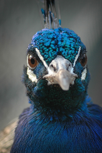 Pfau im Portrait