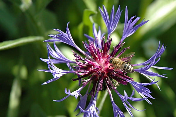 Biene auf einer Blüte Biene auf einer Blüte