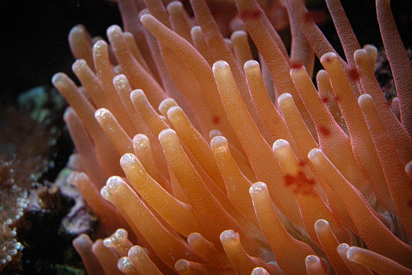 Breitmaulanemone