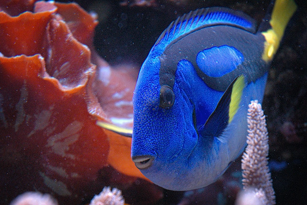 Babelfisch in Blau?