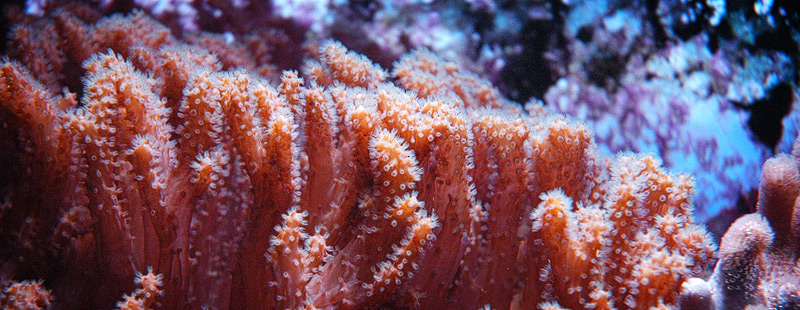 Riffelige Koralle