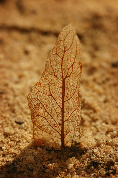 Sandschiffchen