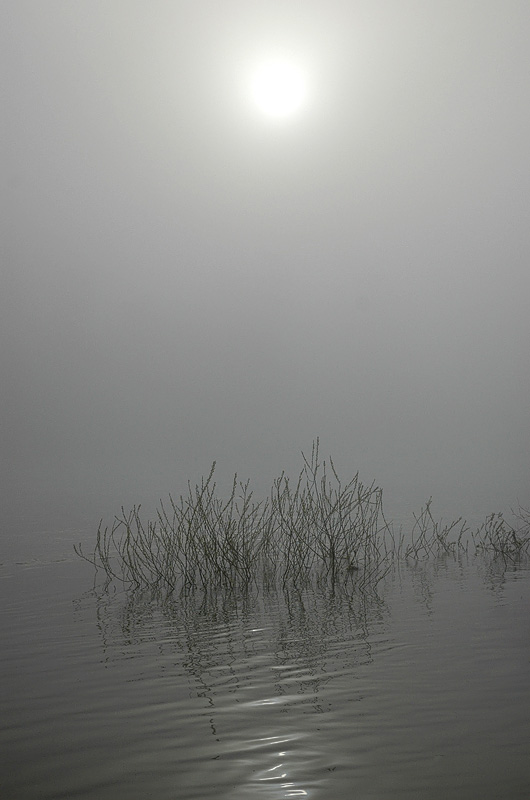 Ganzfrühnebel