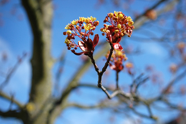 Rotbuchenknospen