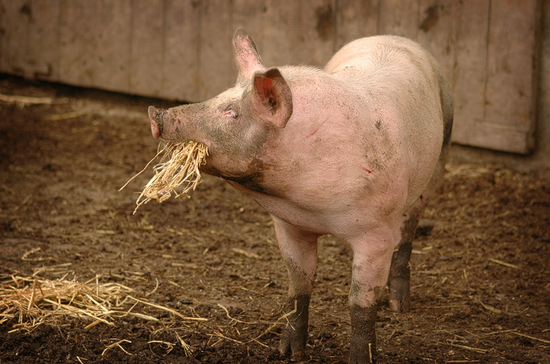 Schweinchen spielt mit Stroh