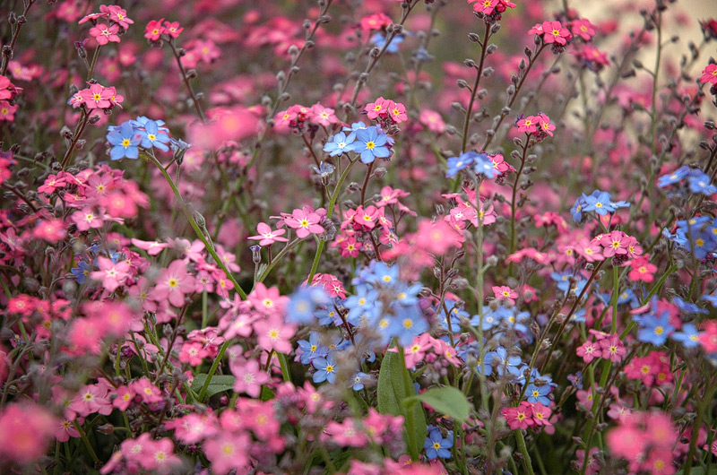 Ein paar Blaue