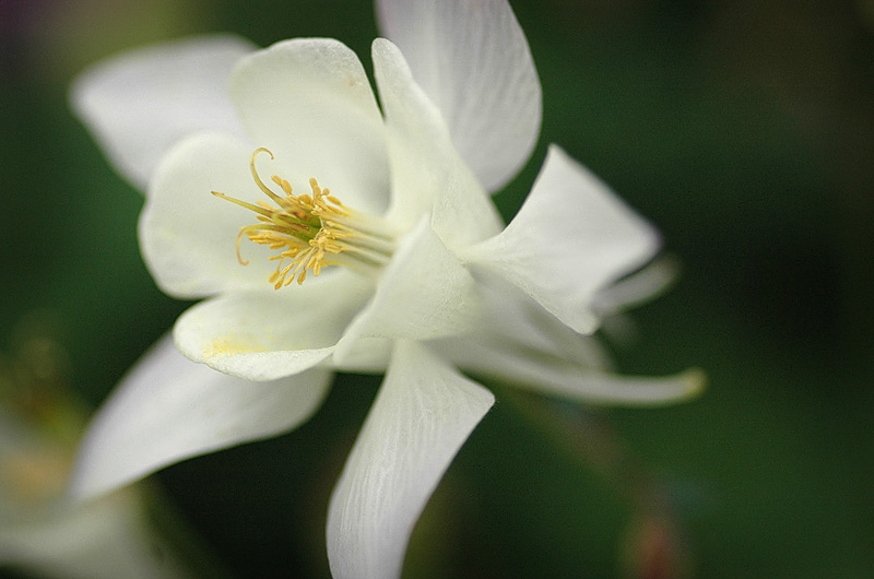 Weiße Blüte