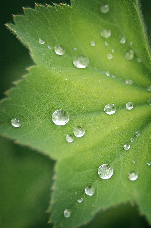 Wassertropfen perlen